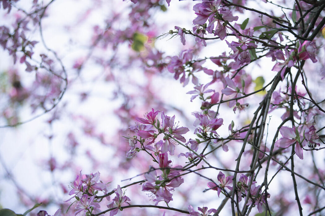 YiTuYu艺图语 Vol.9018 lsababe (39P)