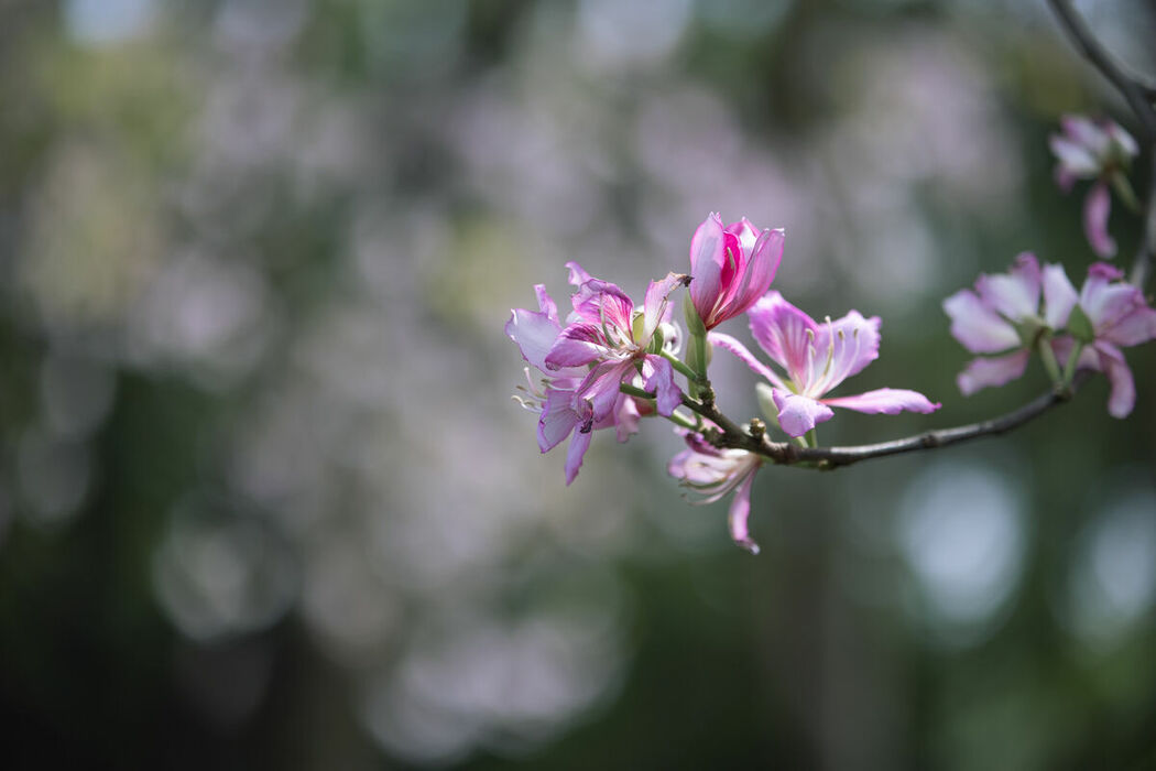 YiTuYu艺图语 Vol.9018 lsababe (39P)