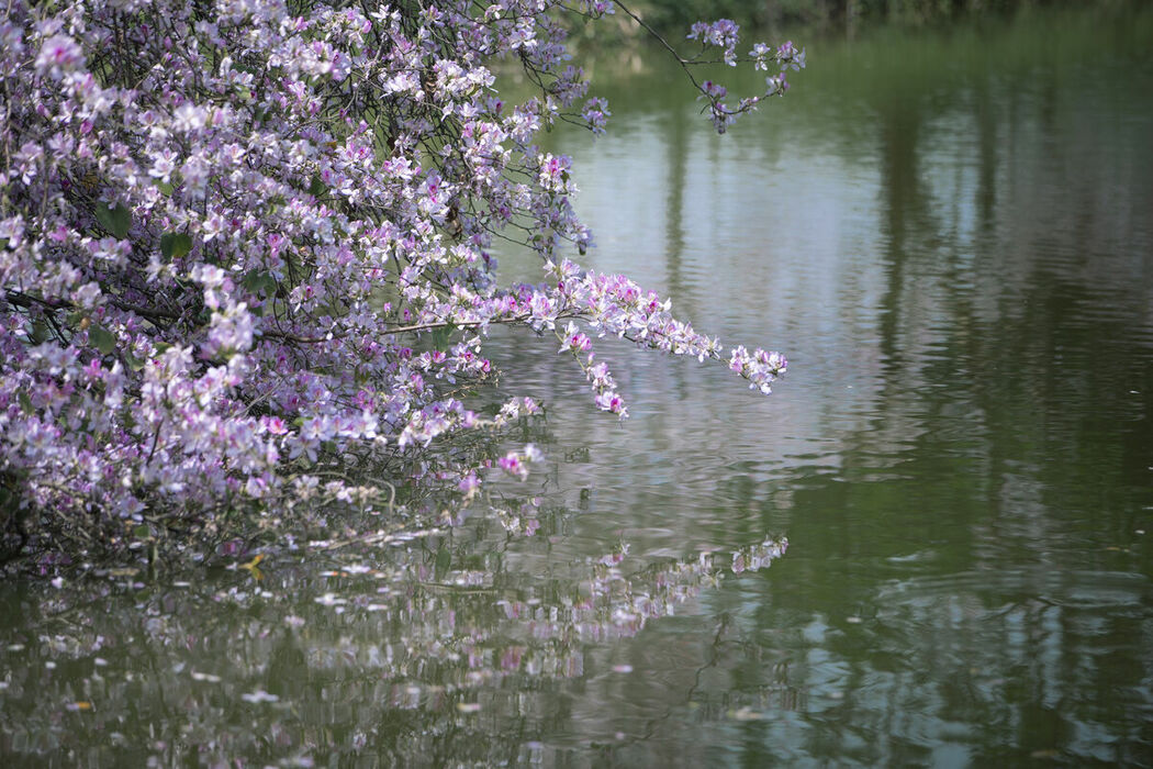 YiTuYu艺图语 Vol.9018 lsababe (39P)