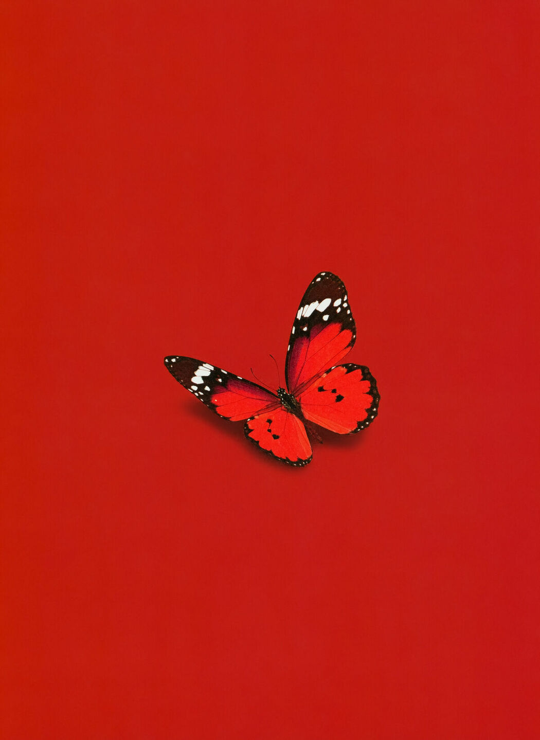 JP Sakura Miyawaki 宮脇咲良 – Graduation Visual Booklet (85P)