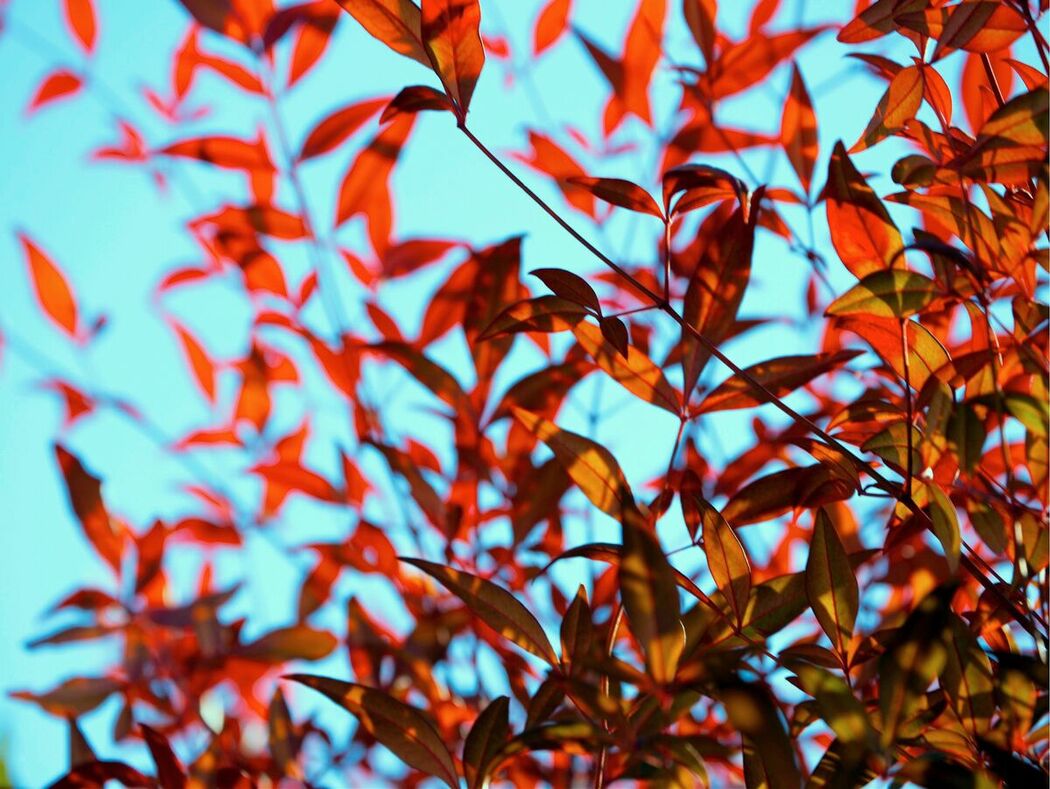 JP Rika Sakurada 桜田梨加 – ヌード写真集 昼下がりに咲くサクラ Part02 (51P)