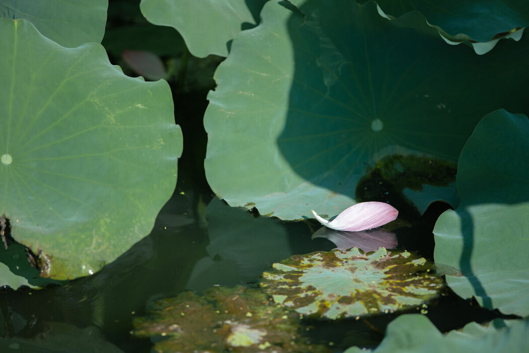 YiTuYu艺图语 Vol.9386 San Ye Jiang Jiang (44P)