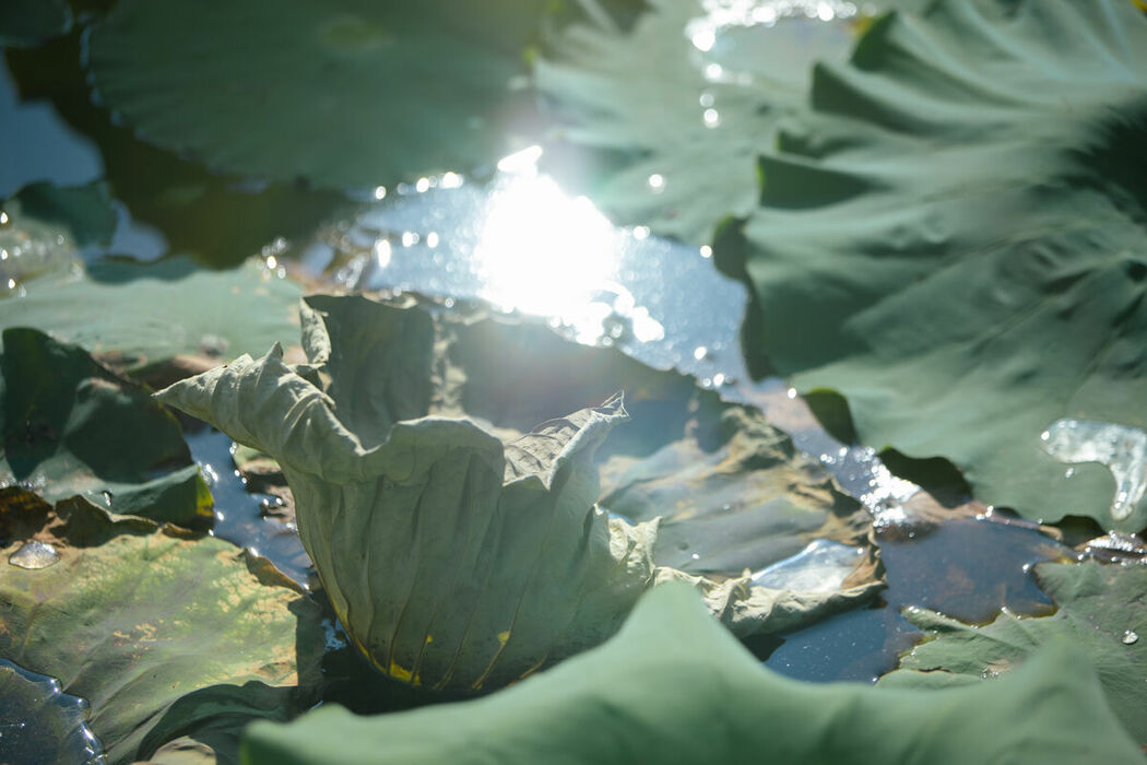 YiTuYu艺图语 Vol.9386 San Ye Jiang Jiang (44P)