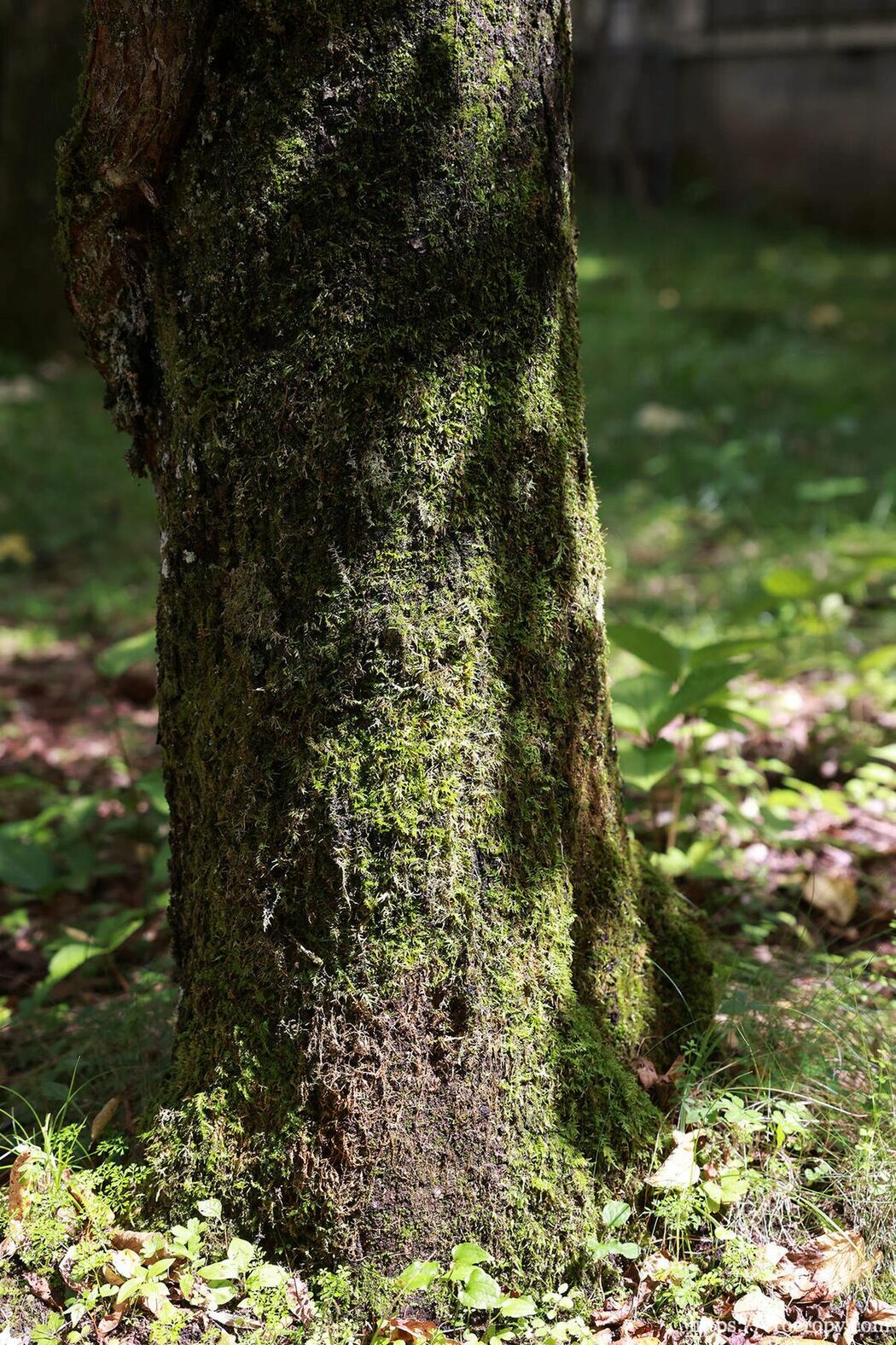 JP Hikaru Nagi 凪ひかる – 週刊ポストデジタル写真集 美乳絶佳 (84P)