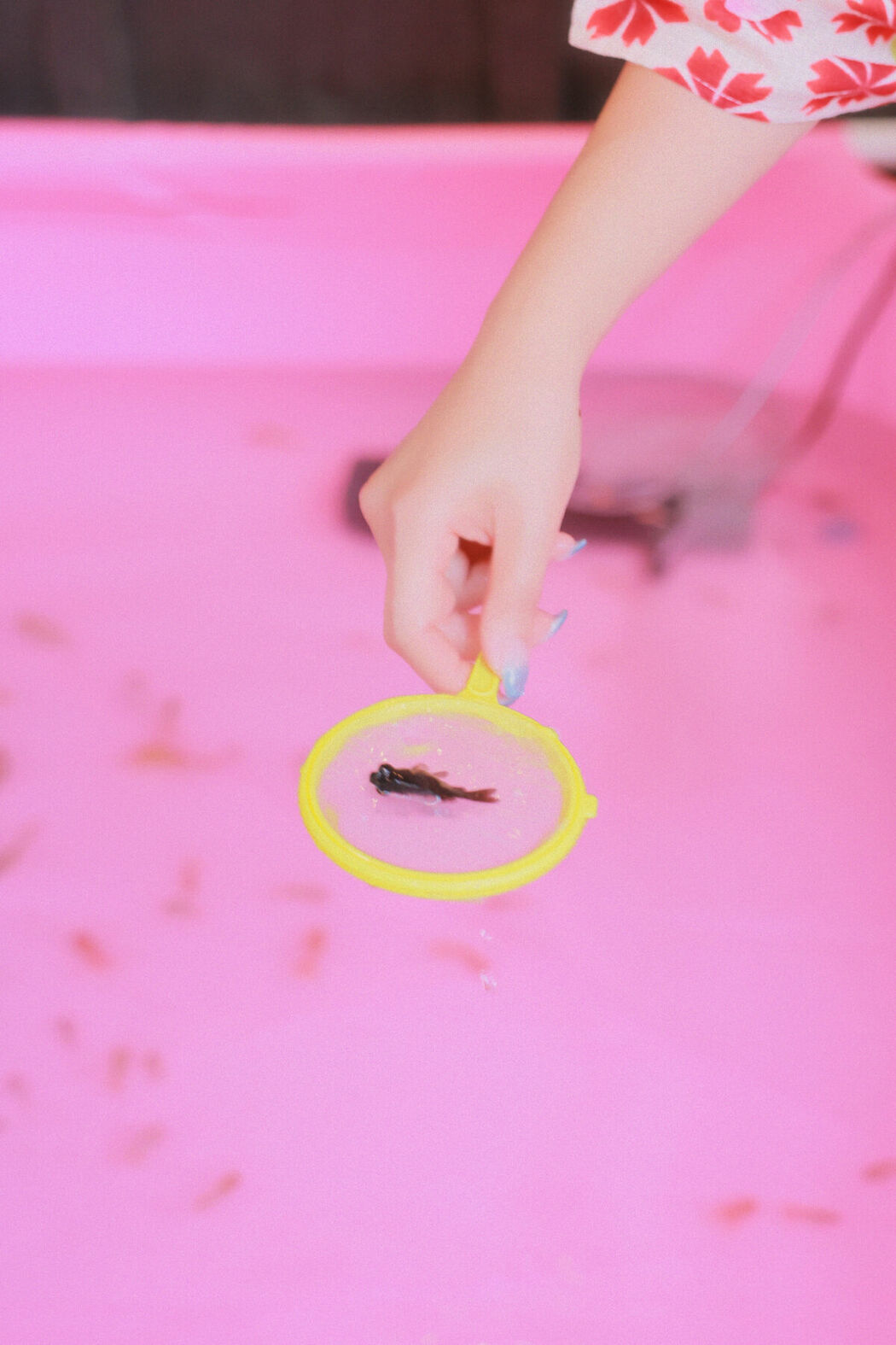 SWEETBOx Coco &ndash; Nijimori (71P &ndash; 2V)