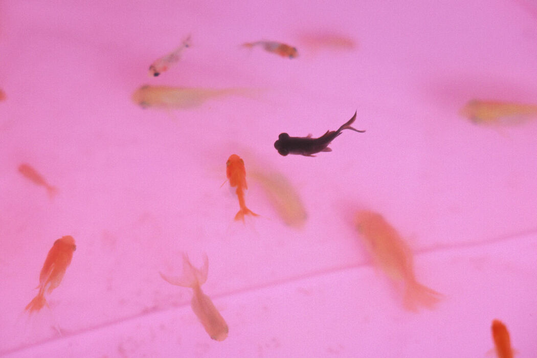 SWEETBOx Coco &ndash; Nijimori (71P &ndash; 2V)