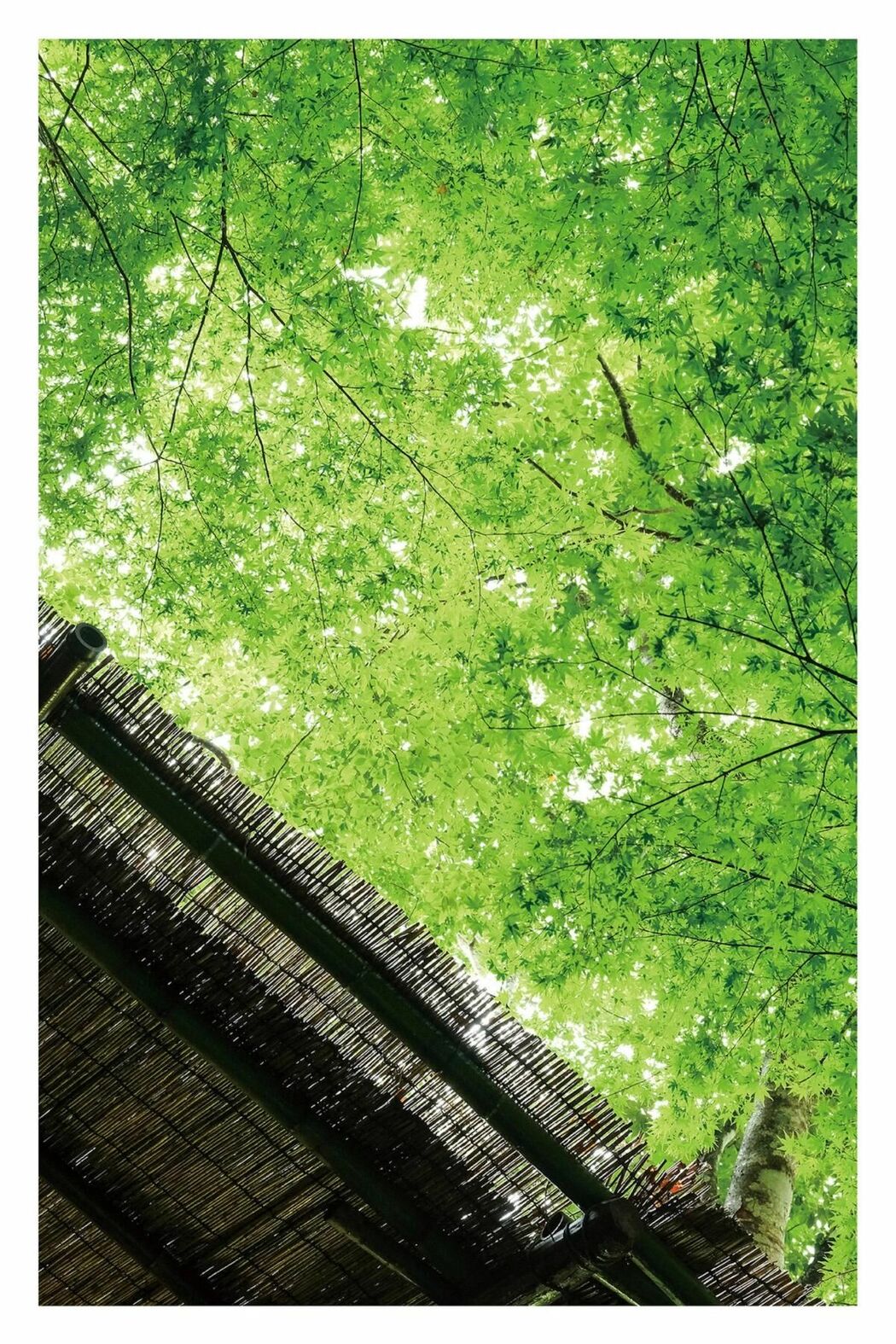 JP Shiori Tokunaga 徳永しおり – Travel Guide 旅のしおり (78P)