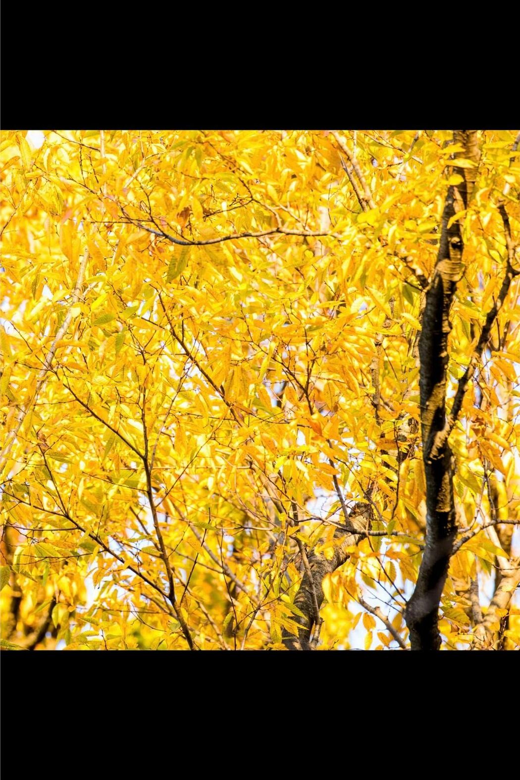 JP Rin Kira 吉良りん – Autumn Love Story 恋物語 Complete Part01 (55P)